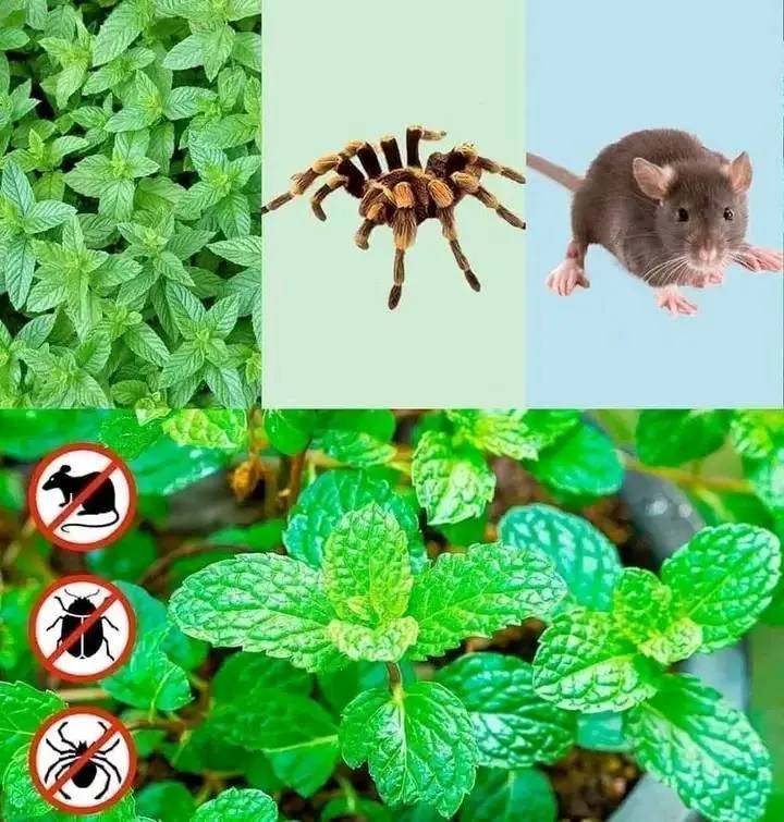 6 Plants that keep spiders, ants, flies and mosquitoes away from home.