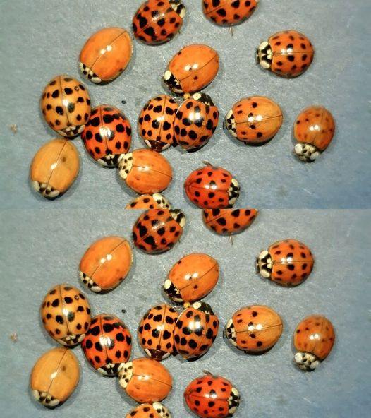 The Significance of Spotting a Yellow Ladybug