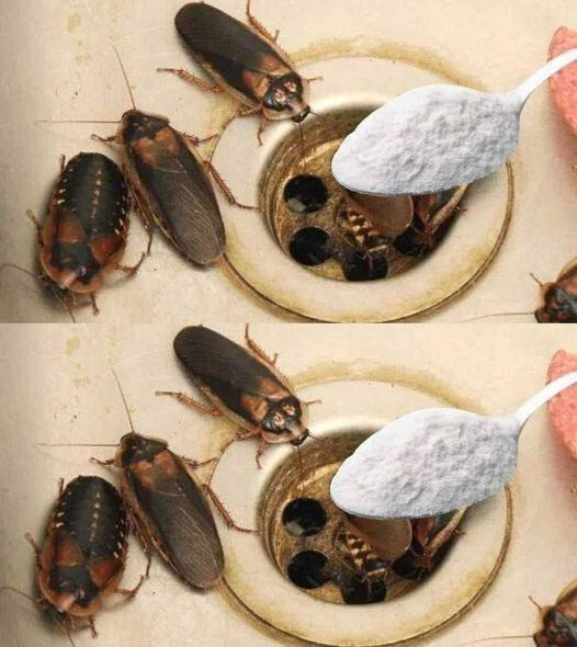 How to Eliminate Fleas, Ants and Cockroaches from Home Forever Ingredients