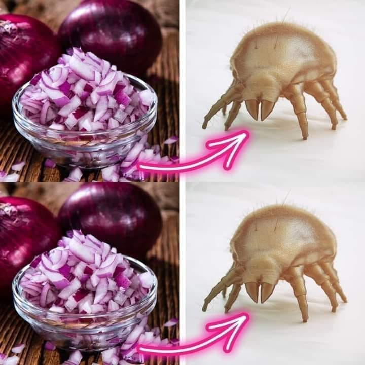 Say Goodbye to Dust Mites Forever with These Simple Tricks Using Red Onions