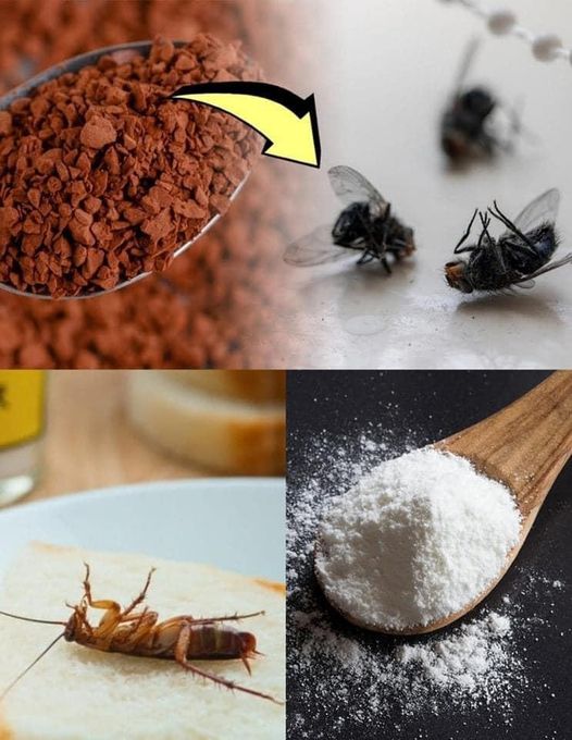 How to Get Rid of Fleas, Ants, and Cockroaches from Your Home Forever With Natural Substances