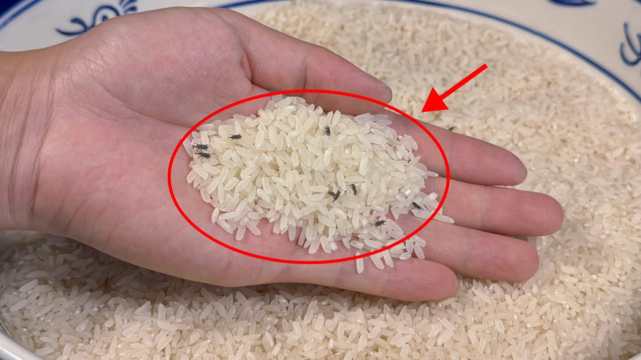 How to Remove White Worms From Rice ?