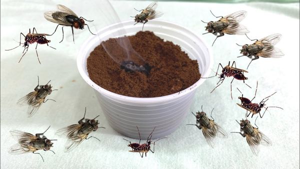 How to Keep Your Home Free from Flies and Mosquitoes