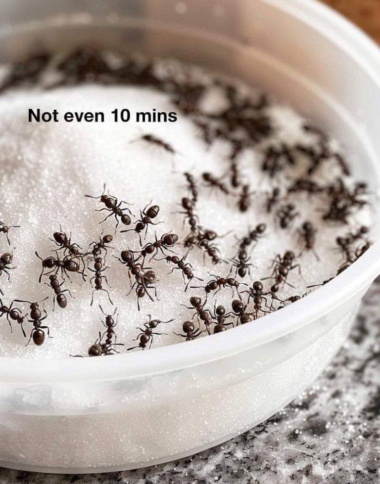 As the weather heats up, I always go for this trick to getting rid of pesky ants