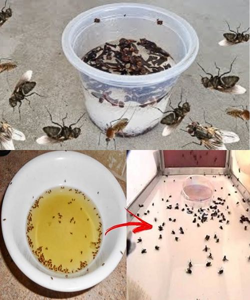 Homemade Recipe to Eliminate Flies with Vinegar