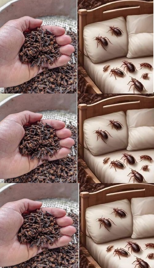 Potent Clove Mixture to Combat Bed Bugs