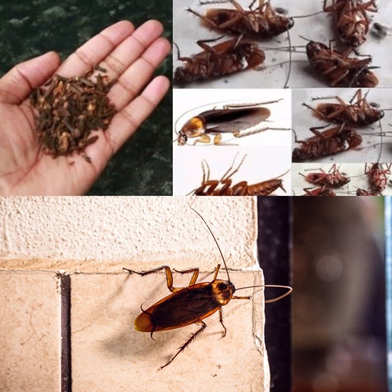 Magic Clove: How to Kill Cockroaches Within 5 Minutes || Home Remedy