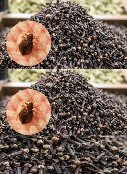 Powerful Clove Mixture to Eliminate Bed Bugs