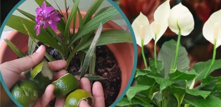 Lemon peels on plants, what happens is amazing: you will never throw them away again