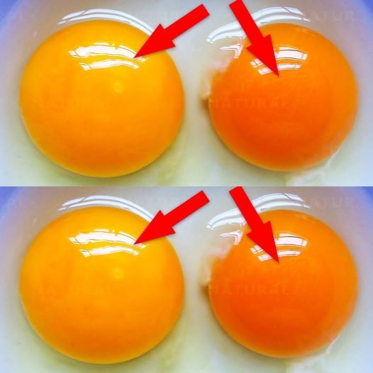 This Is What the Color of Your Egg Yolk Means