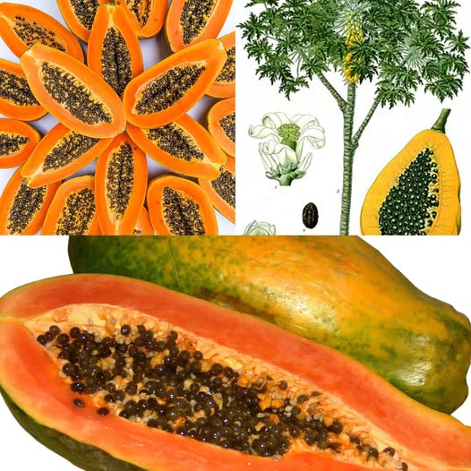 Benefits of Papaya for Your Health 