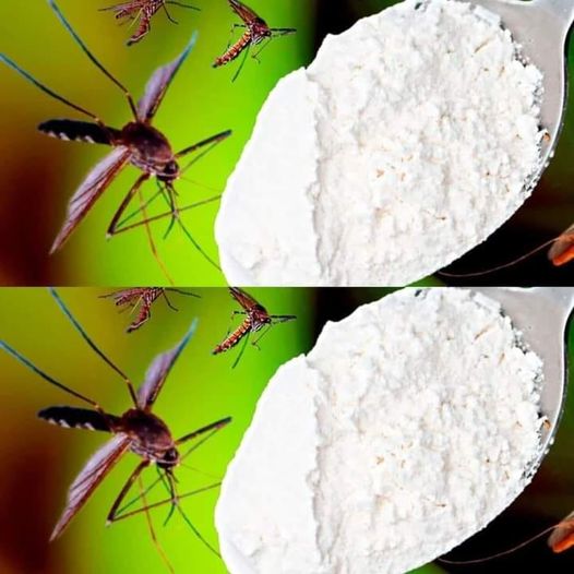 Mosquitoes Disappear in Just 1 Minute Forever! Best Free Organic Recipe with Baking Soda