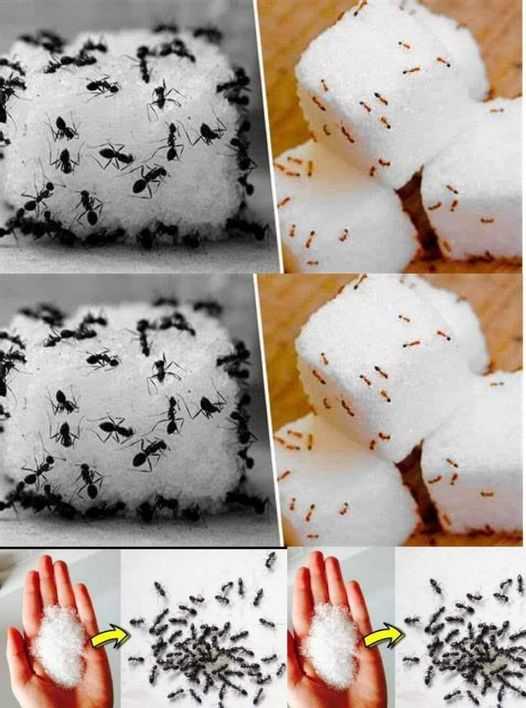 The Baking Soda Trick to Get Rid of Ants