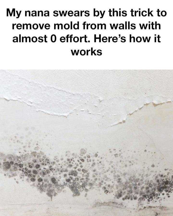 Didn’t Realize It Could Be So Easy: A Simple Trick to Remove Mold from Walls