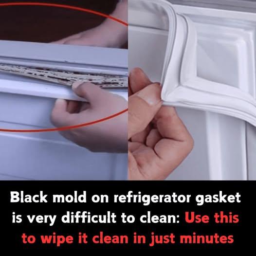 Black mold on refrigerator gasket is very difficult to clean: Use this to wipe it clean in just minutes