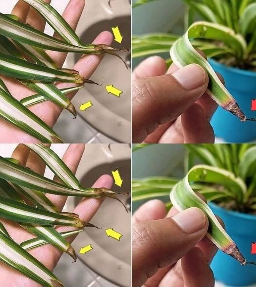 Why do spider plant tips turn brown? Details in the first comment