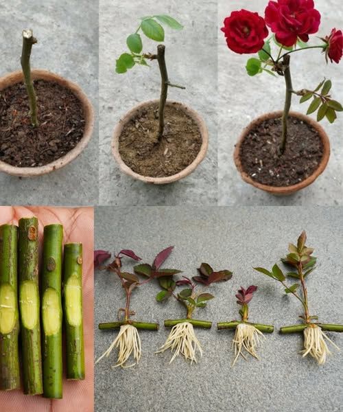 How To Grow Rose Plant From Cuttings