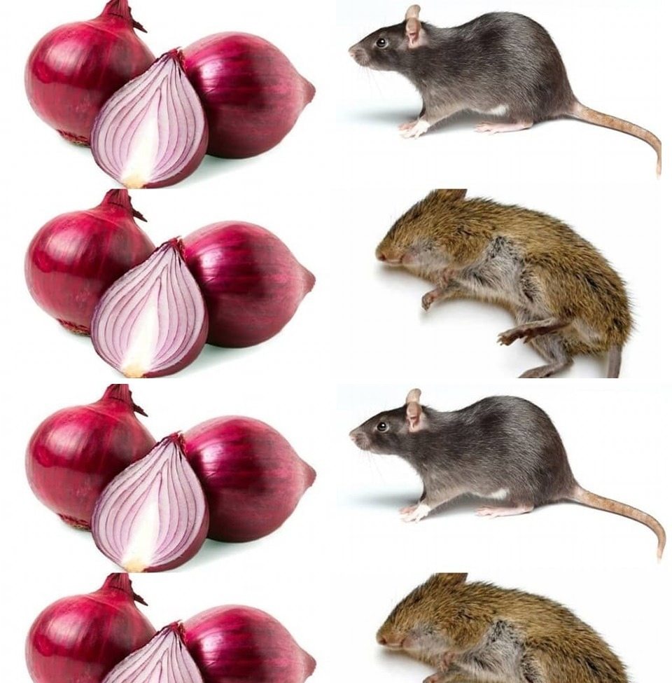 stop wasting money on rat poison, see how to easily use onions. No rat enters my house and survive it.