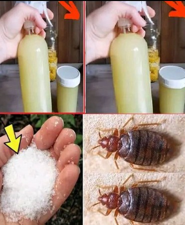 How to Quickly Get Rid of Bedbugs, Cockroaches, Fruit Flies, and Other Insects from Your Home