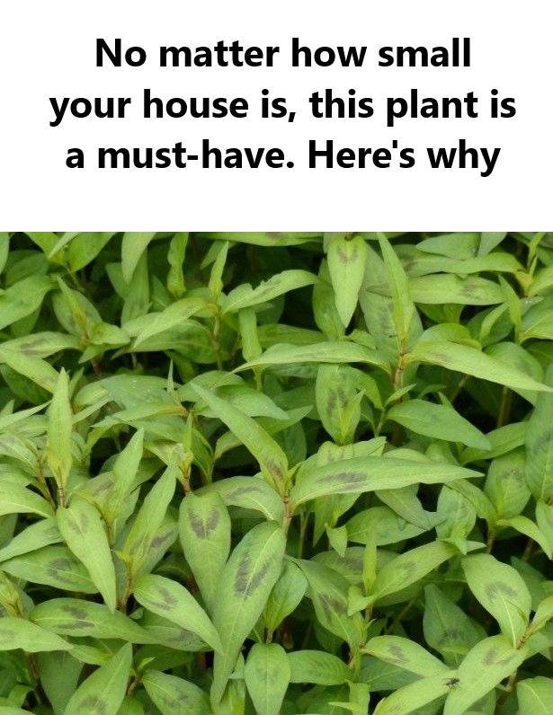 No matter how small your house is, you must grow this plant in your home.