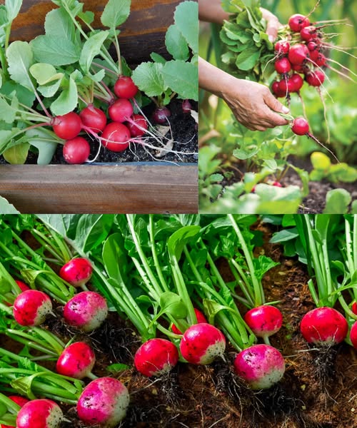 Everything About Growing Radishes In Containers Pots