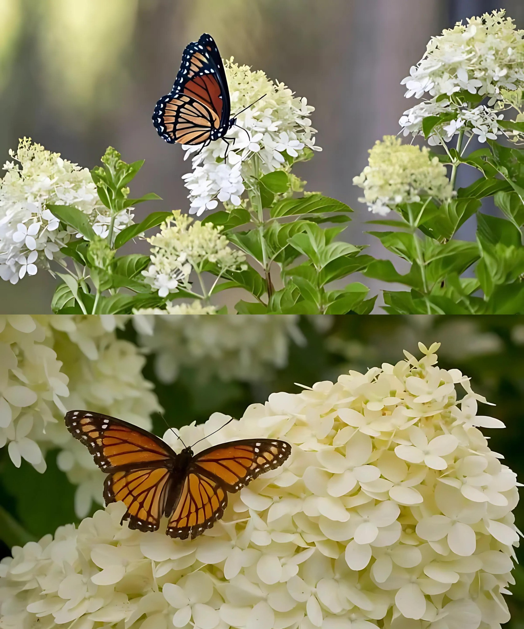 Hydrangeas are out of the race. This plant will delight butterflies and attract them to the garden.