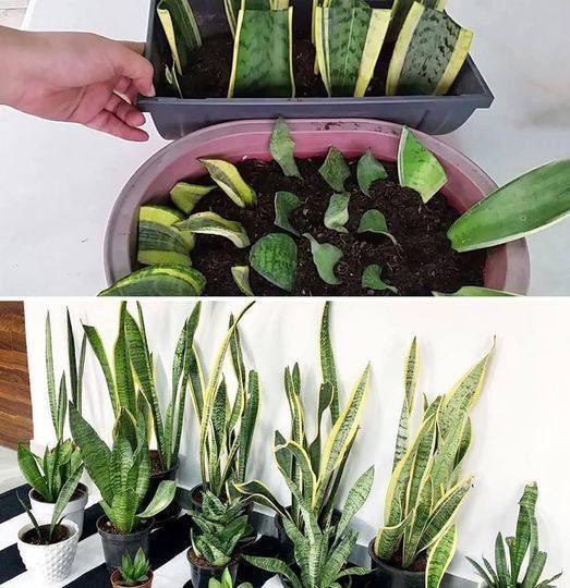 Wie man Sansevieria, die unzerstörbare Pflanze, vermehrt