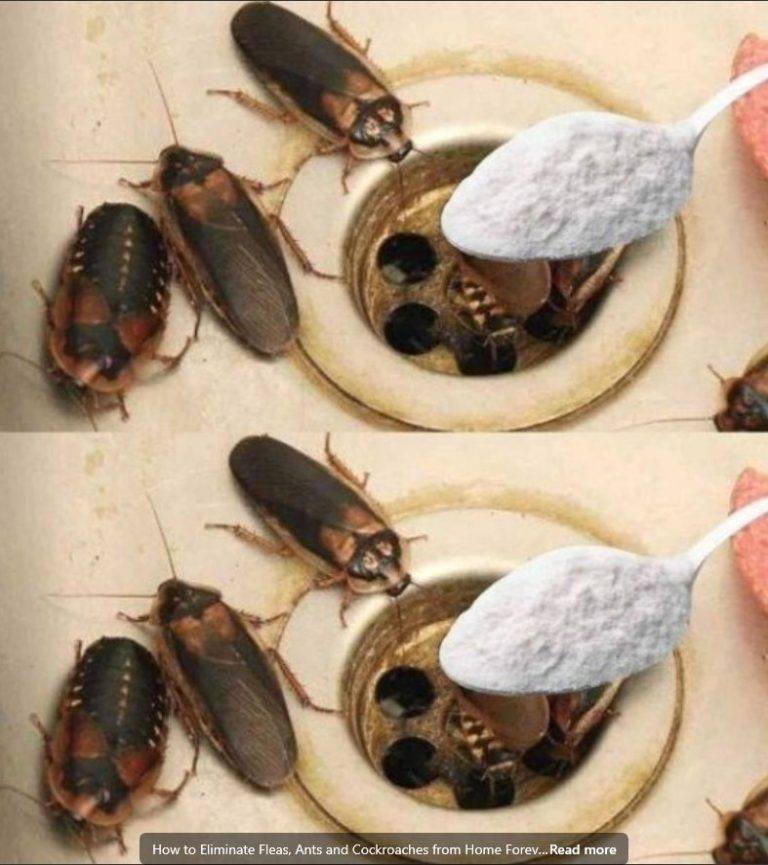 How to Eliminate Fleas, Ants and Cockroaches from Home Forever