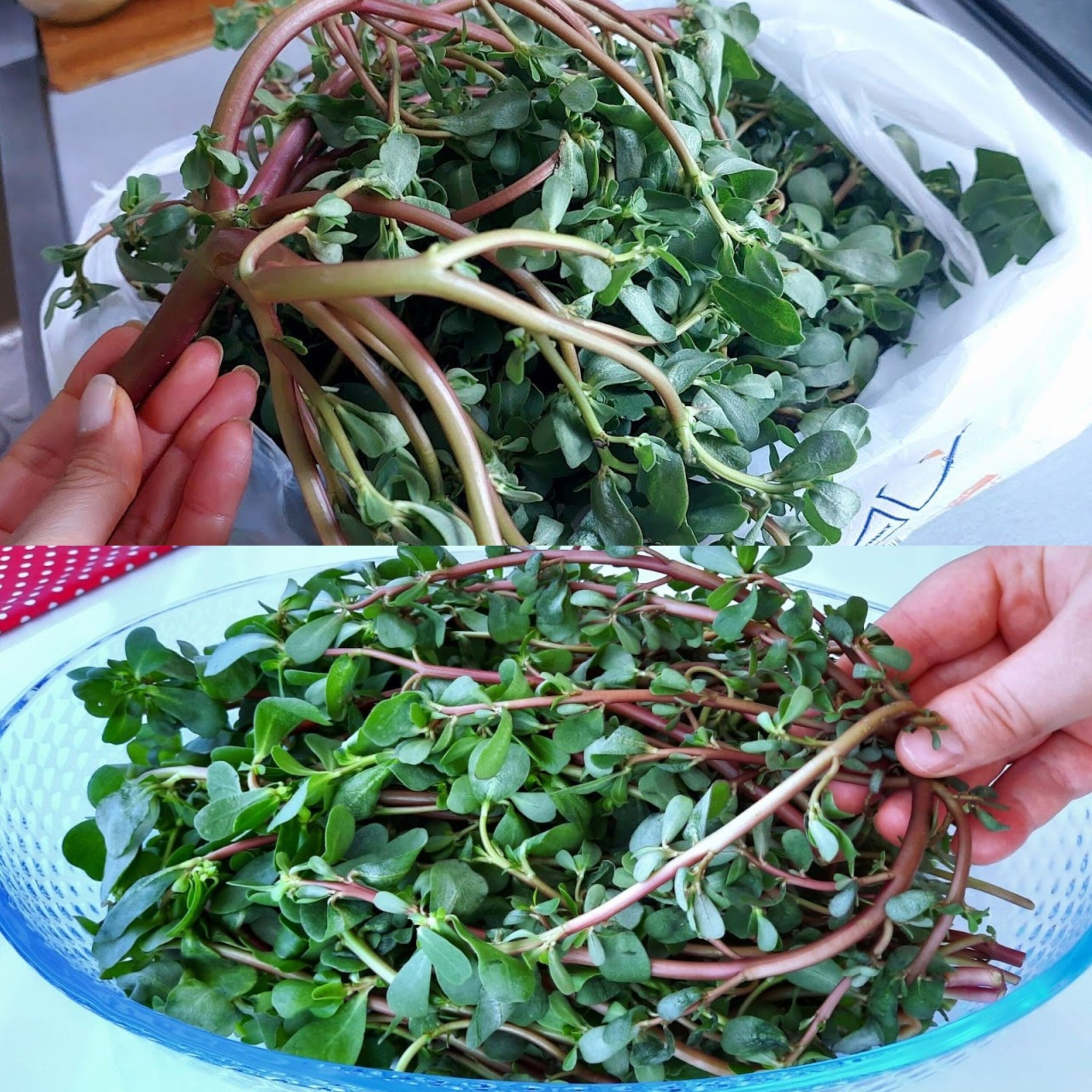 Purslane is Tastier Than Meat! A Delicious Turkish Recipe for This Superfood Weed