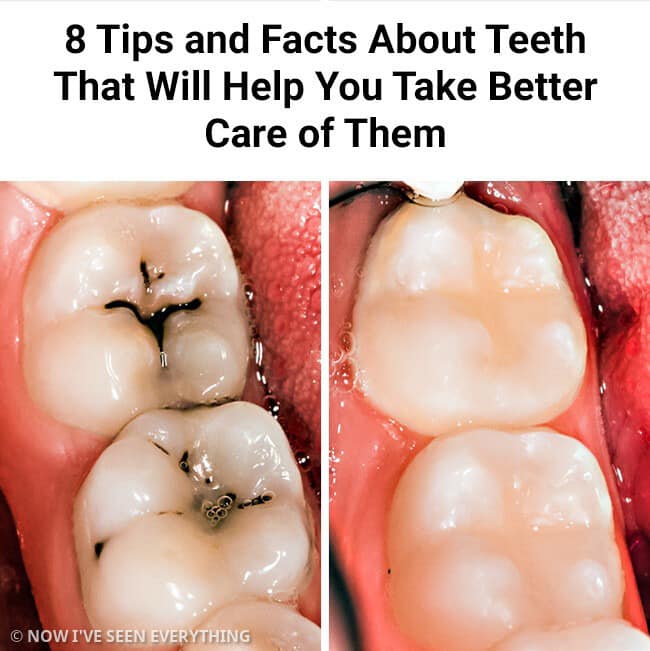 8 Tips and Facts About Teeth That Will Help You Take Better Care of Them8 Tips and Facts About Teeth That Will Help You Take Better Care of Them