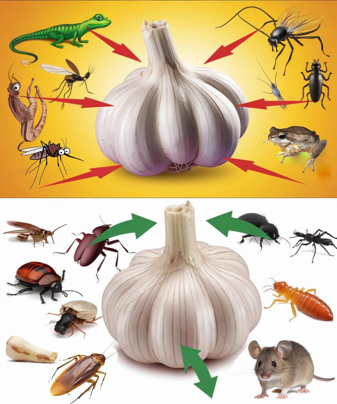 How to Use Garlic to Get Rid of Pests: Mice, Flies, Lice, Cockroaches, Lizards, Mosquitoes, and Kitchen Cockroaches