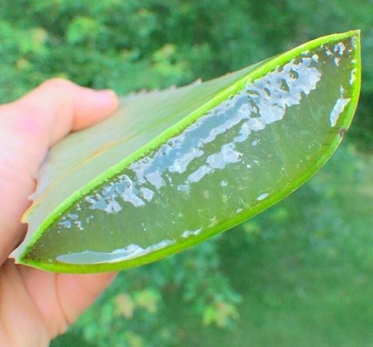 DIY Fresh Aloe Vera Gel for Skin and Hair Care