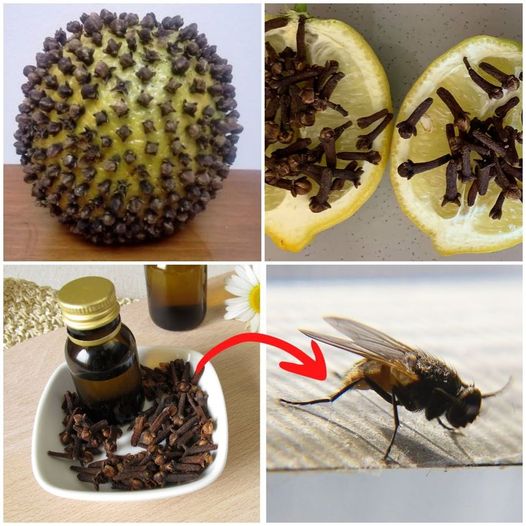 Discover the Clove: Your Natural Ally Against Flies and MosquitoesDiscover the Clove: Your Natural Ally Against Flies and Mosquitoes