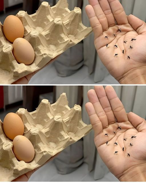 The Ingenious Egg Carton and Clove Combo: Your Eco-Friendly Mosquito Shield