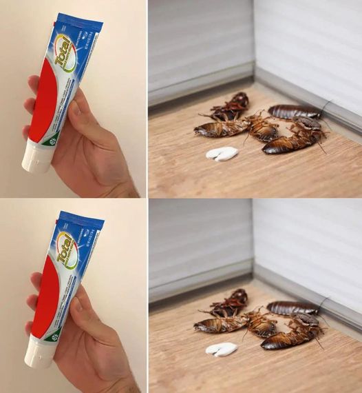 The toothpaste trick to get rid of cockroaches and roaches forever