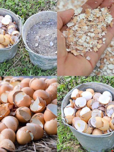 Here’s What You Can Do with Egg Shells