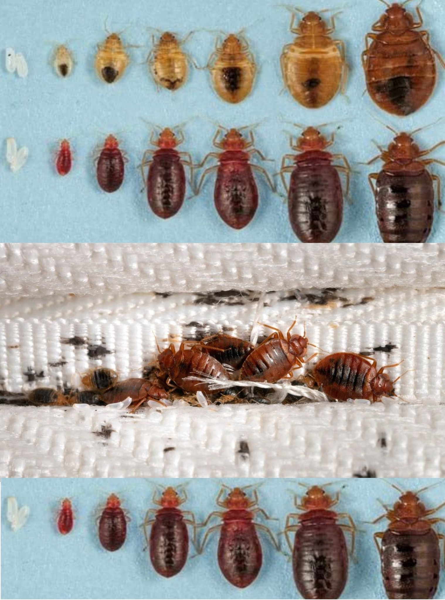 Powerful Clove Mixture to Eliminate Bed Bugs