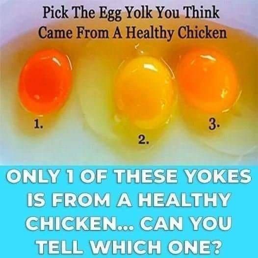 Tips for Choosing Quality Eggs