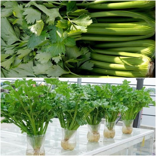 A Fun and Easy Way to Grow Crunchy Celery in Plastic Bottles