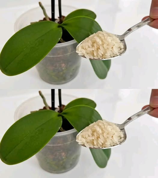 The trick to revive a dried orchid whose flowers have faded