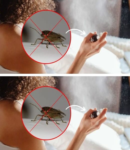 Goodbye bedbugs at home, they hate them: the infallible remedy to keep them away