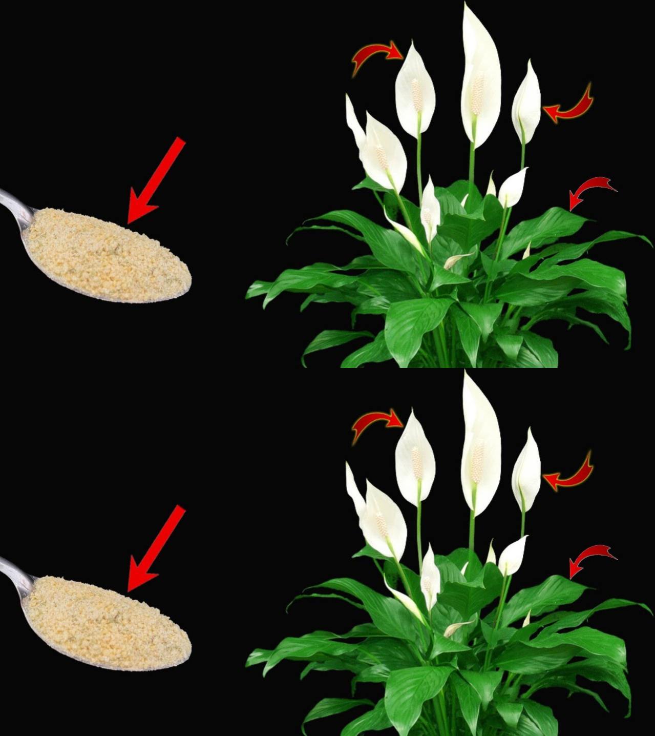 Add a spoonful to the water and water the peace lily. New leaves will appear quickly