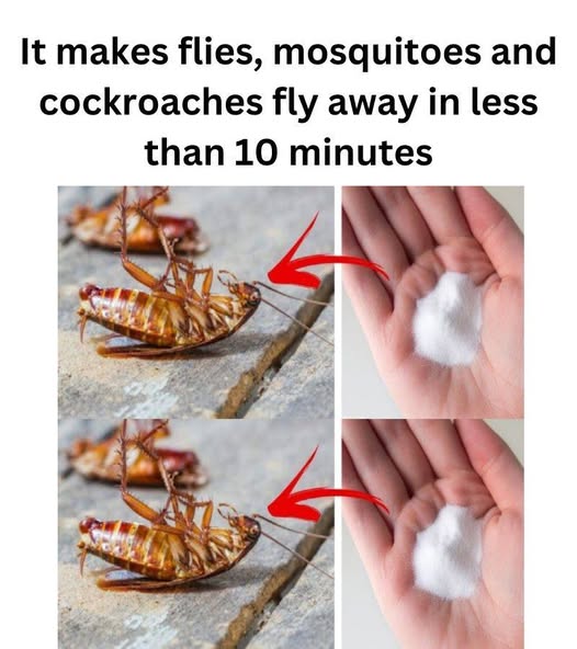 It makes flies, mosquitoes and cockroaches fly away in less than 10 minutes