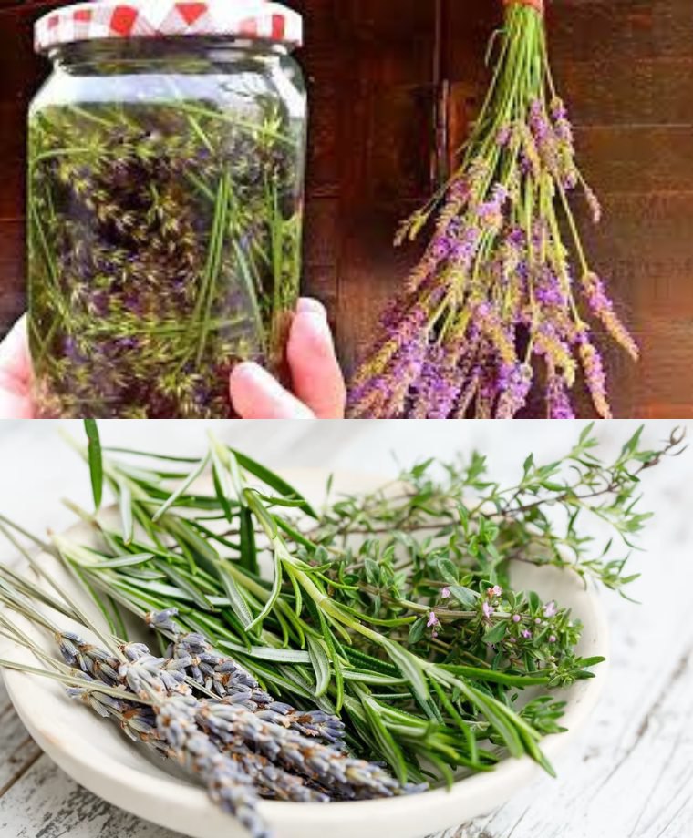 Lavender Oil: My Mother’s Natural Remedy for Everyday Well-Being