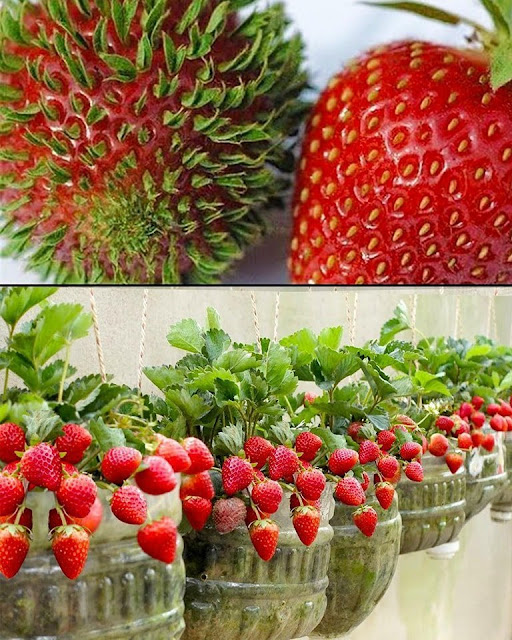 How to Grow Strawberries at Home: The Secret to Abundant Production in 5L Plastic Bottles