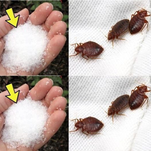 Goodbye to bedbugs in the garden, other than chemical insecticides: they float immediately