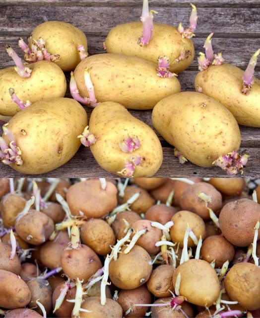 This Amazing Trick Stops Your Potatoes From Sprouting