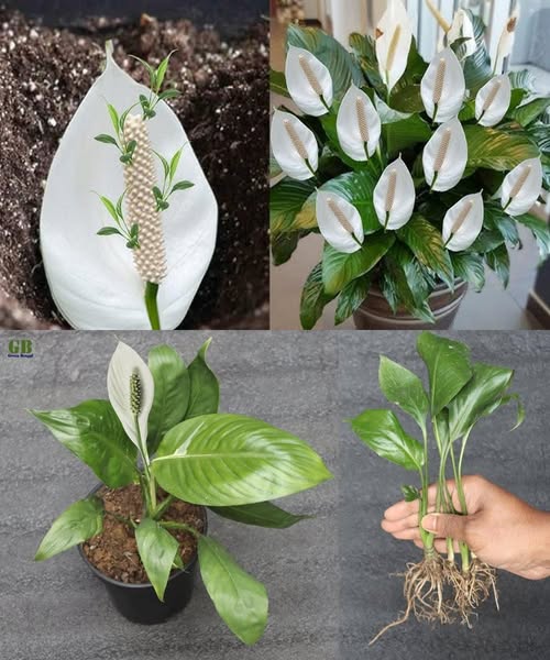 Peace lily, with this ingredient alone it blooms for up to 10 years in a row