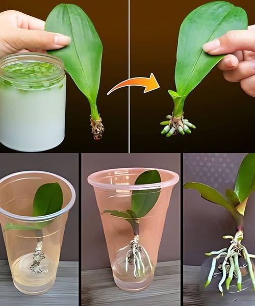 Instantly Reviving an Orchid Leaf: A Magical Method