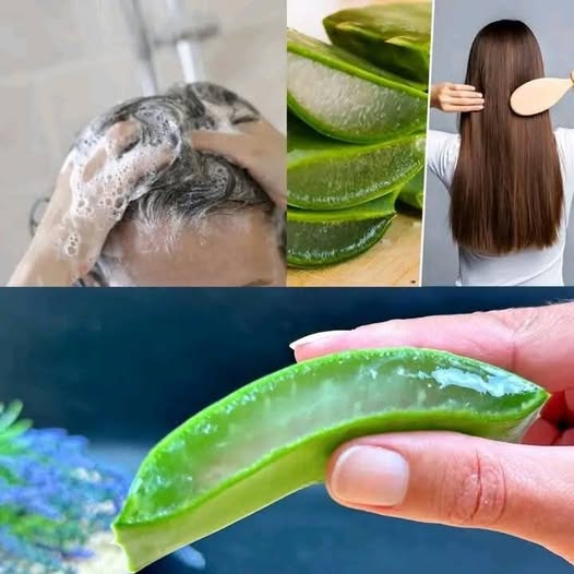 Hair Grows Like Crazy and Stops Falling Out: The Magic of Aloe Vera for Hair